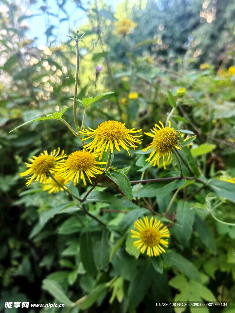 金黃野菊綻放綠意間