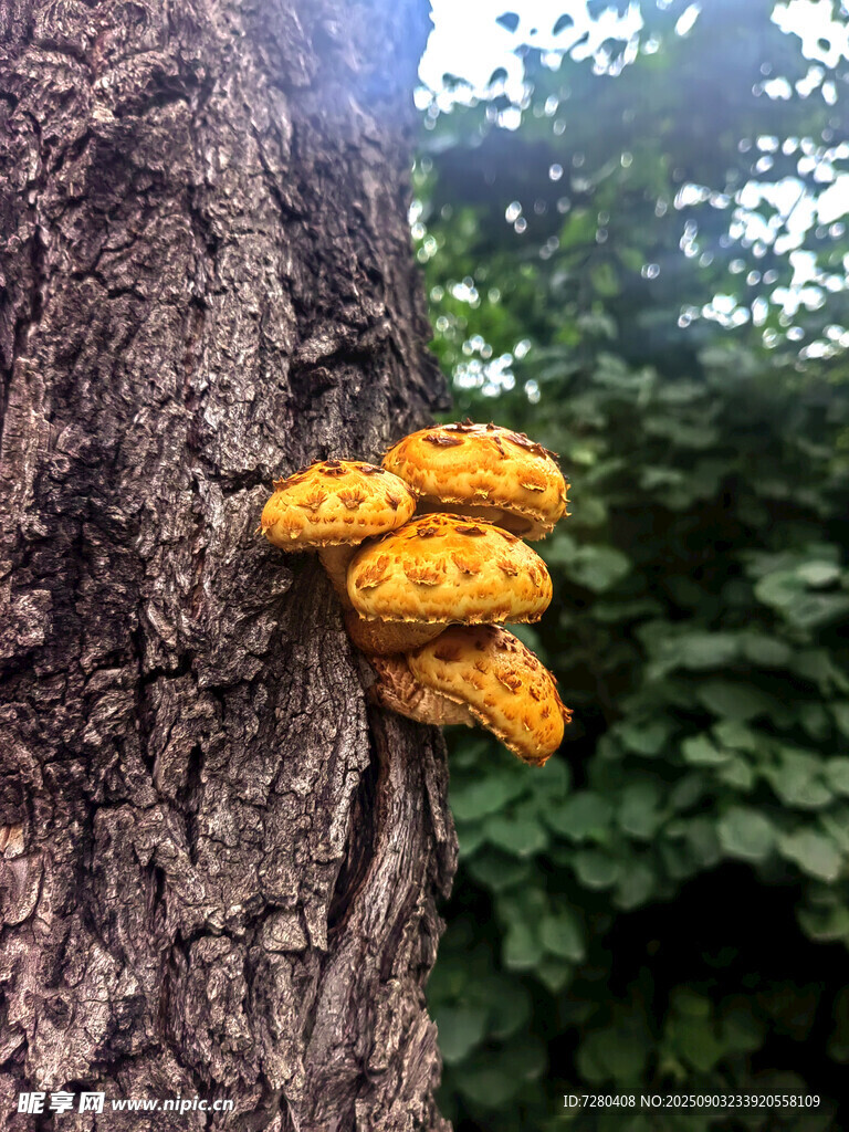 樹干上的金黃蘑菇