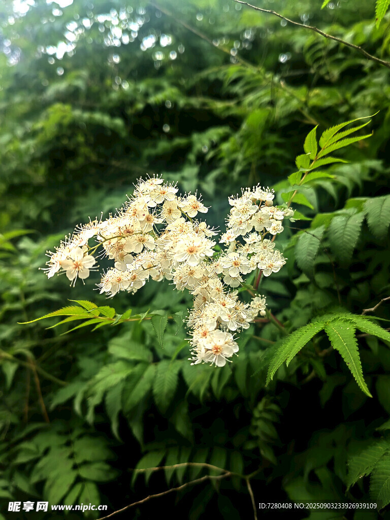 綠葉叢中的白色繁花