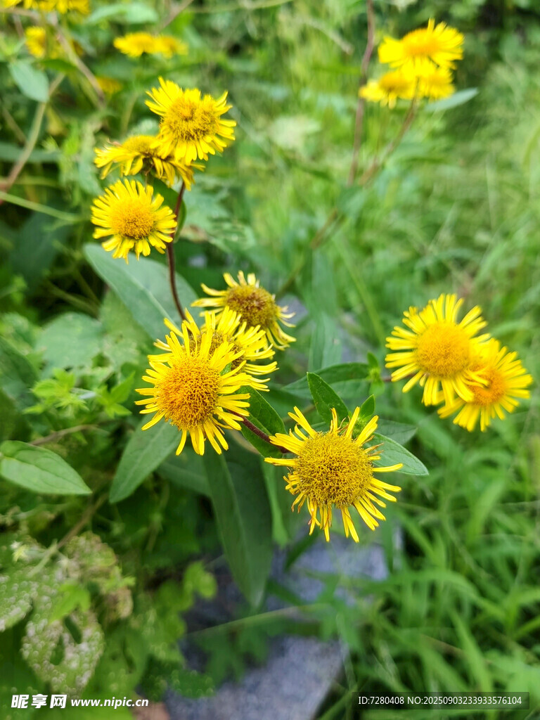 草叢中的黃色小花