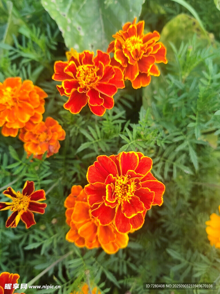 鮮艷萬(wàn)壽菊綻放