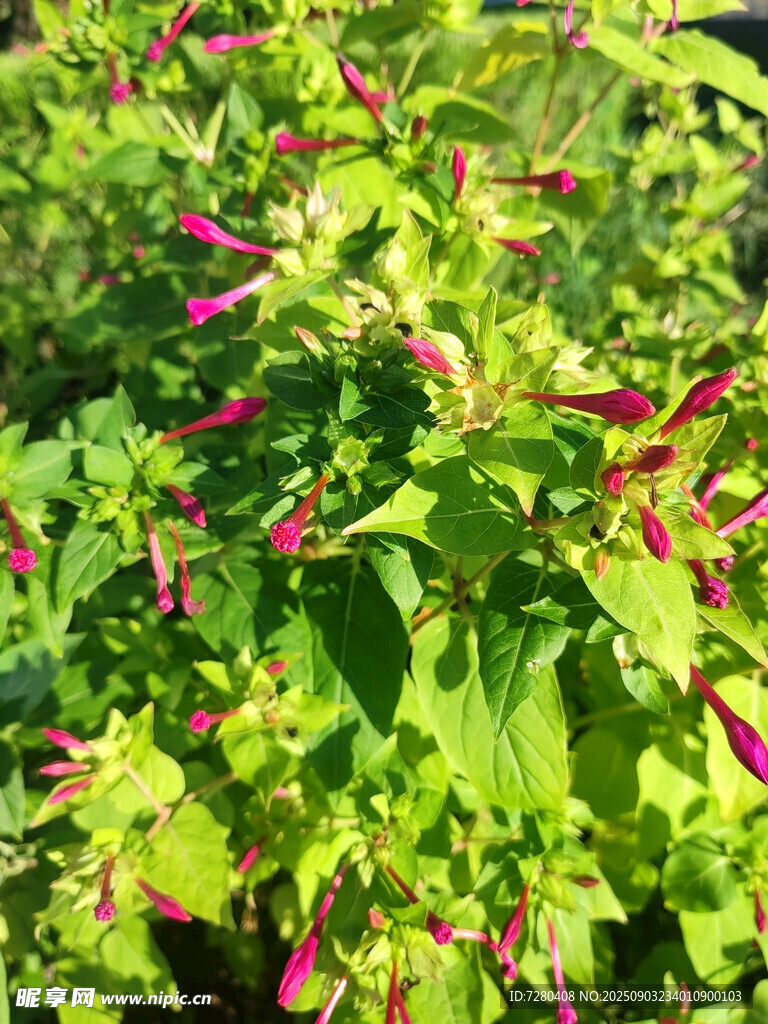 田間茂盛的紫紅色辣椒植株