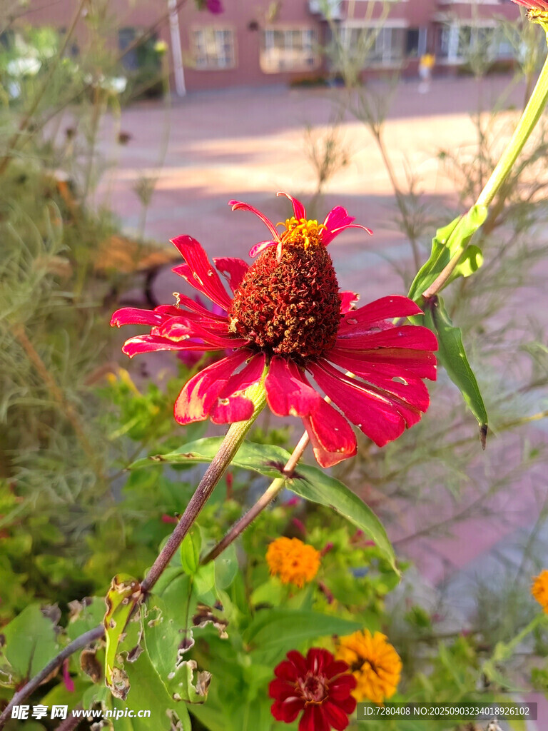 嬌艷綻放的紅色花卉