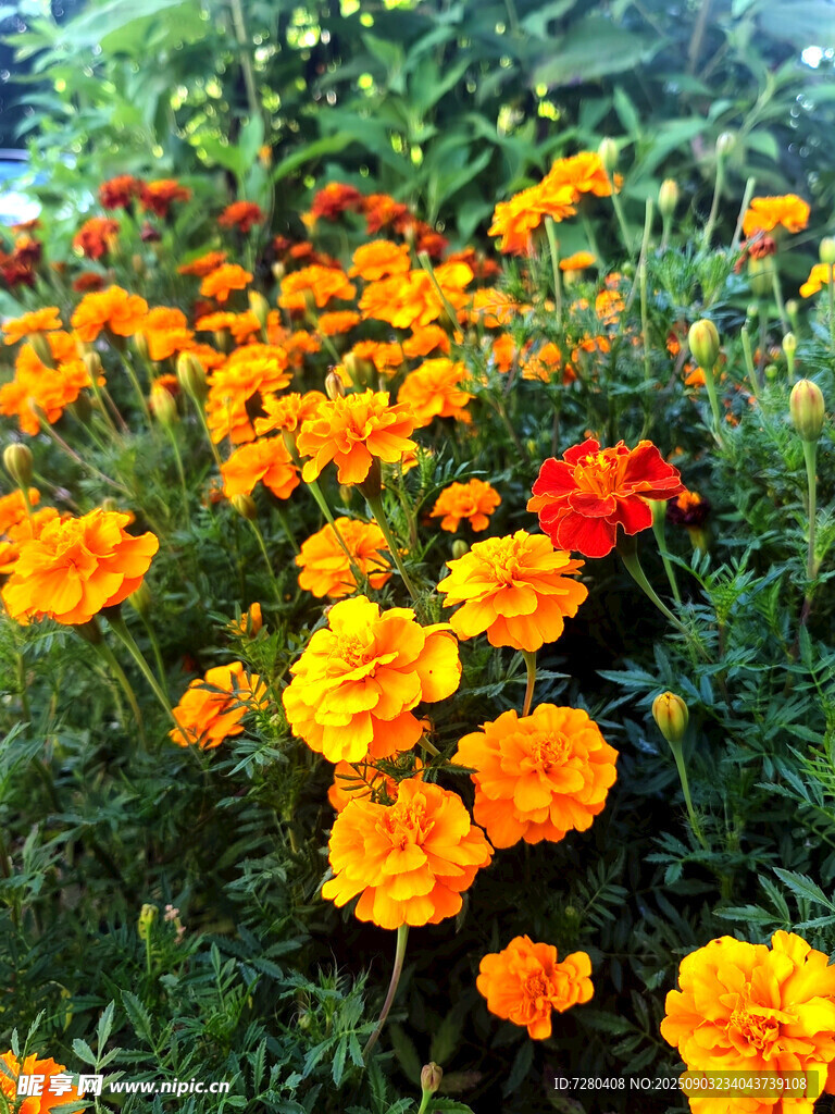 繽紛萬壽菊綻放于花園