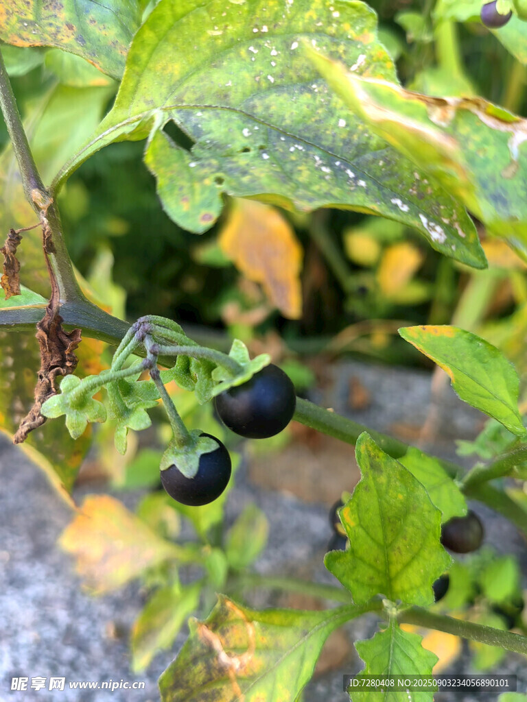 枝頭黑果與綠葉