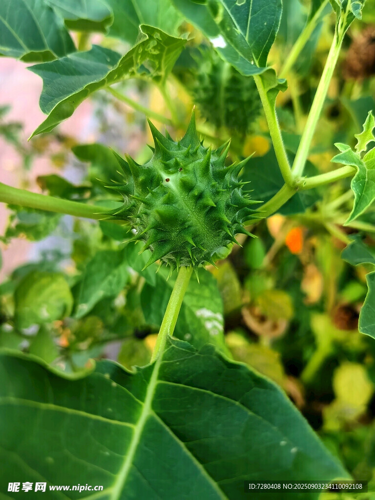帶刺的綠色植物特寫(xiě)