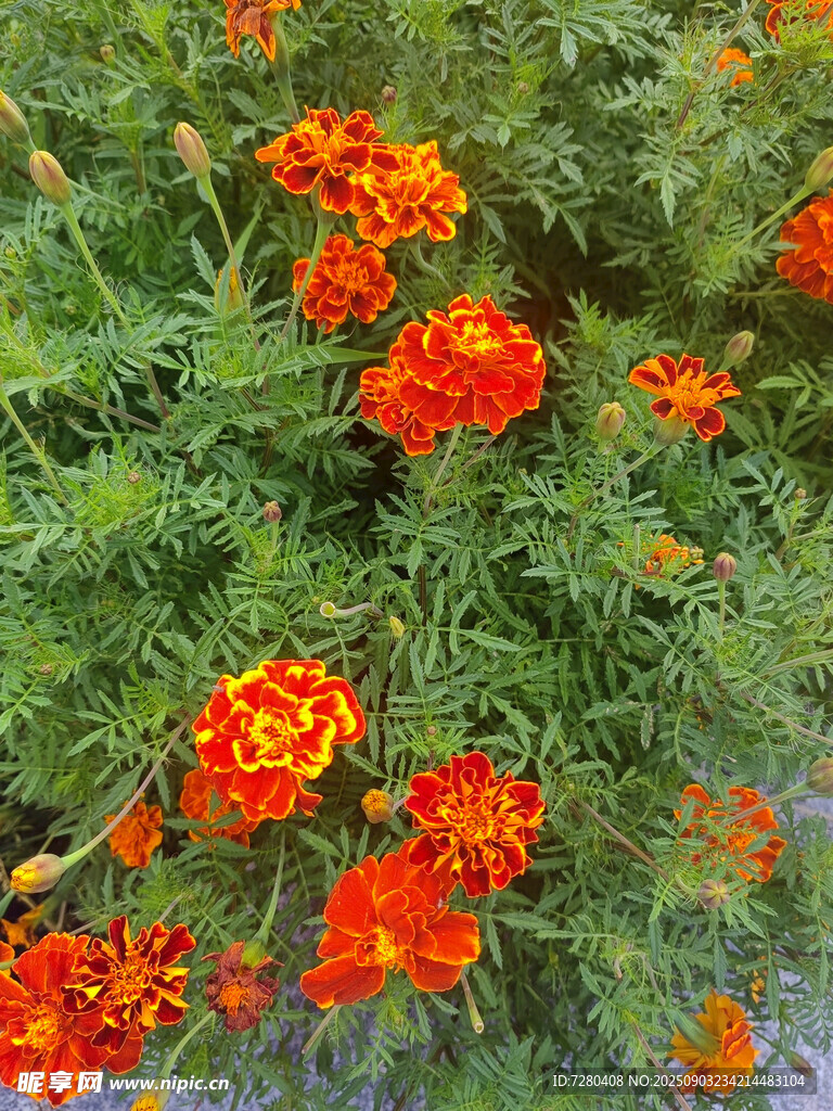 鮮艷萬壽菊綻放綠意間