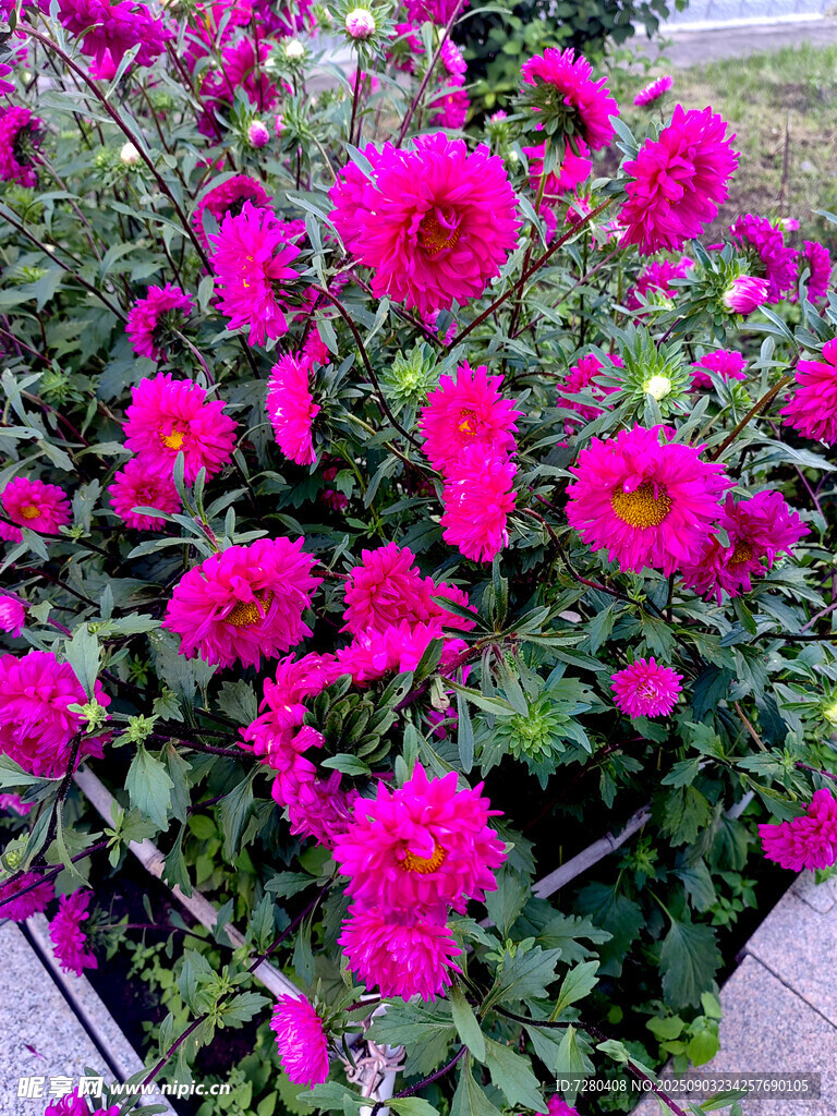 艷麗盛放的粉紅色花朵