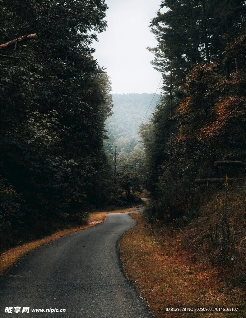 蜿蜒山間路秋色伴樹林