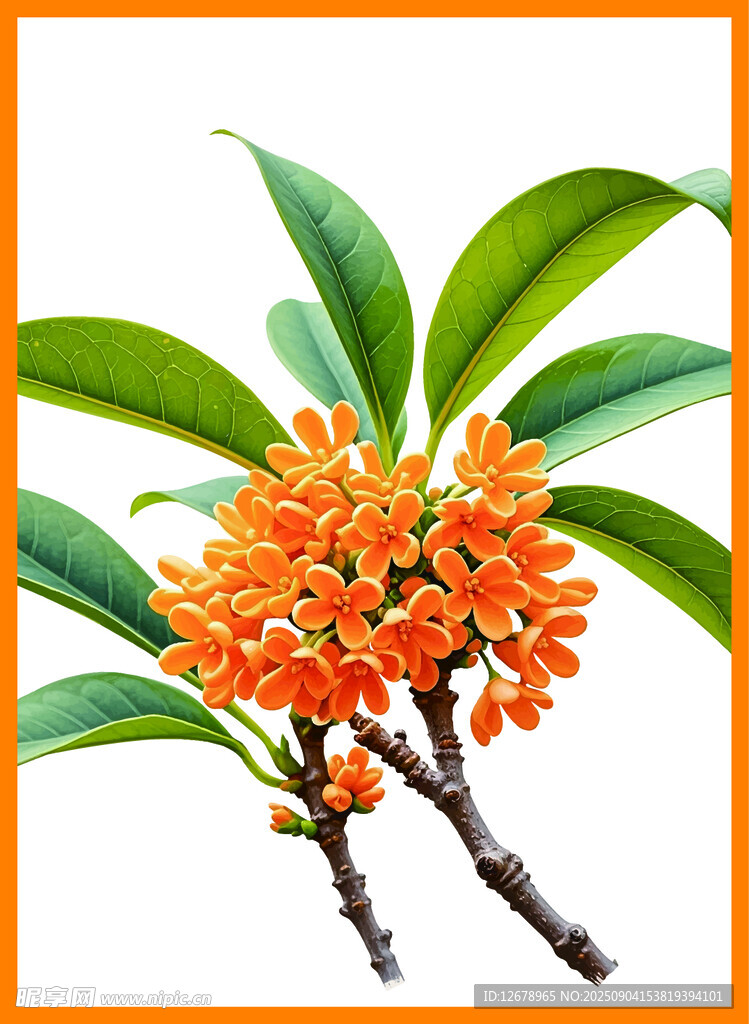 橙紅桂花綻放枝頭