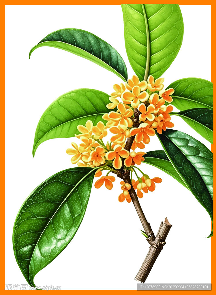 盛開的桂花枝