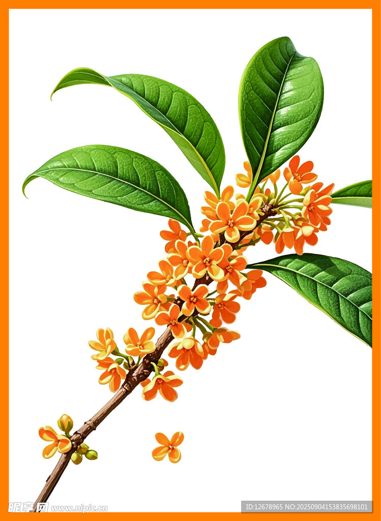 枝頭綻放的橙色桂花