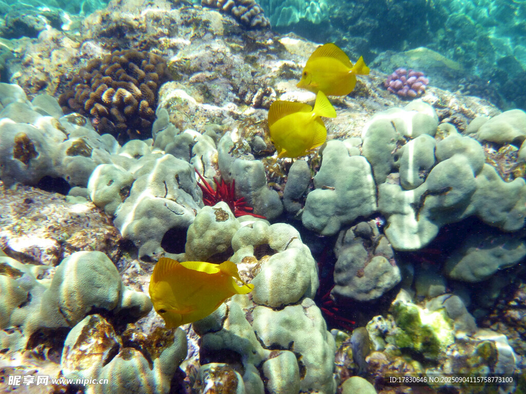 海底多彩珊瑚與游動小魚