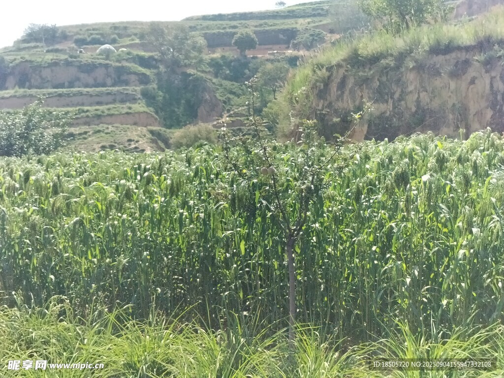 田野中的茂盛農(nóng)作物