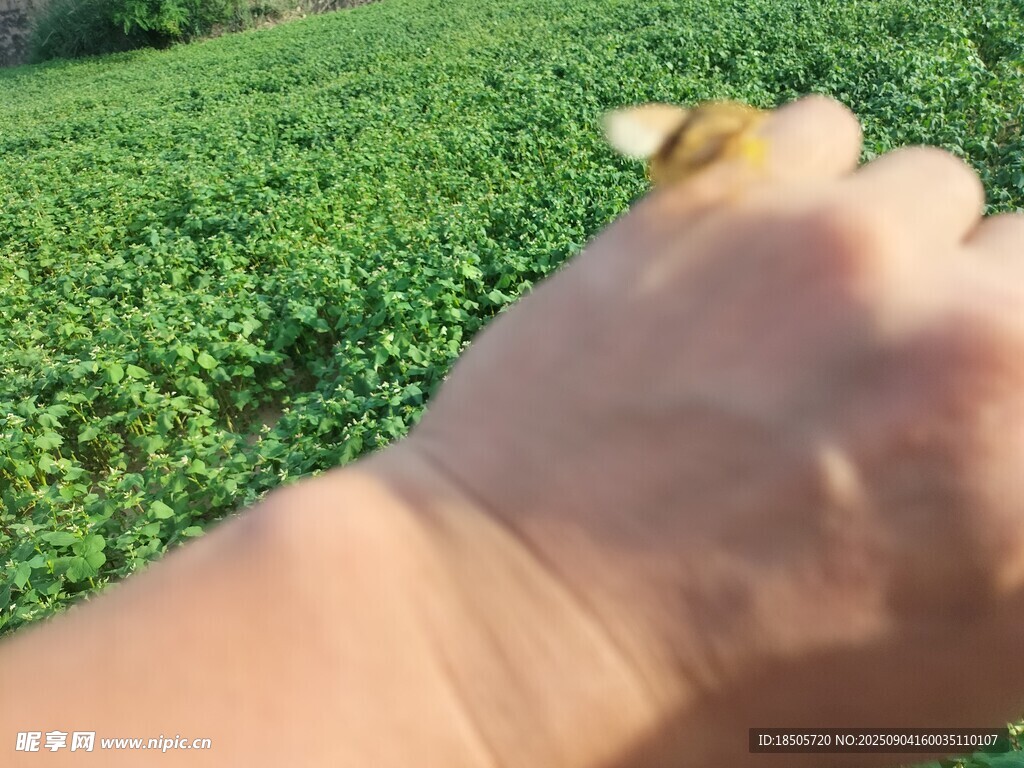 手捧綠植于綠意盎然間