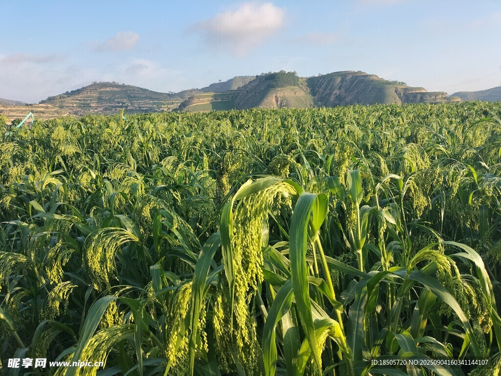 金黃稷田