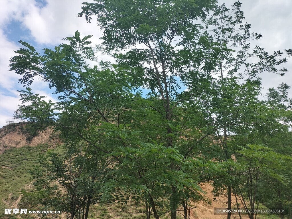 山坡上的蔥郁綠樹(shù)