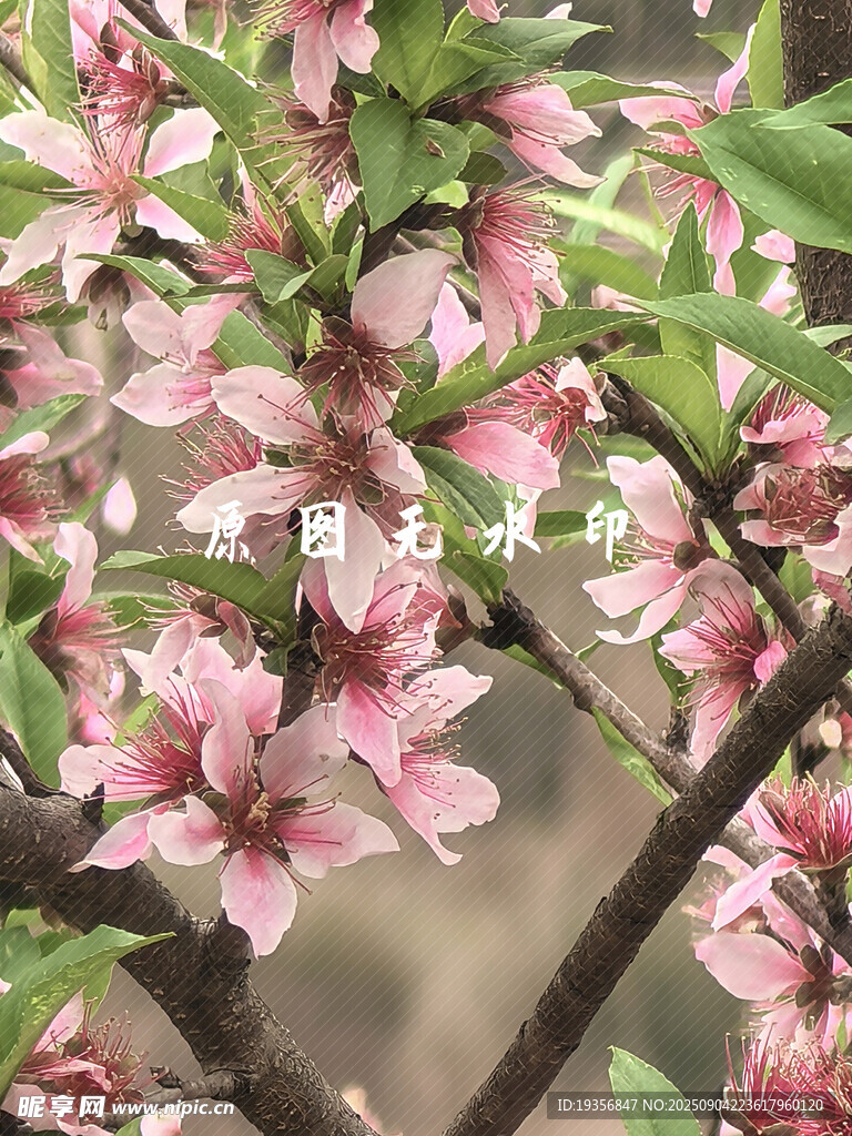 盛開的粉色桃花枝頭