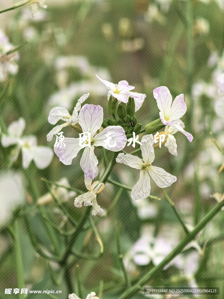 蘿卜花 