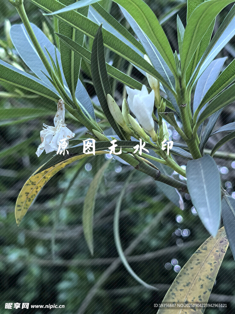 白色花朵與綠葉特寫