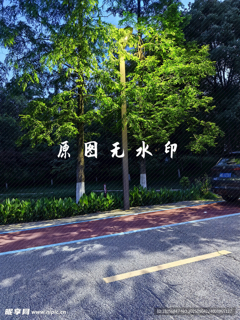 花園旁的林蔭道路