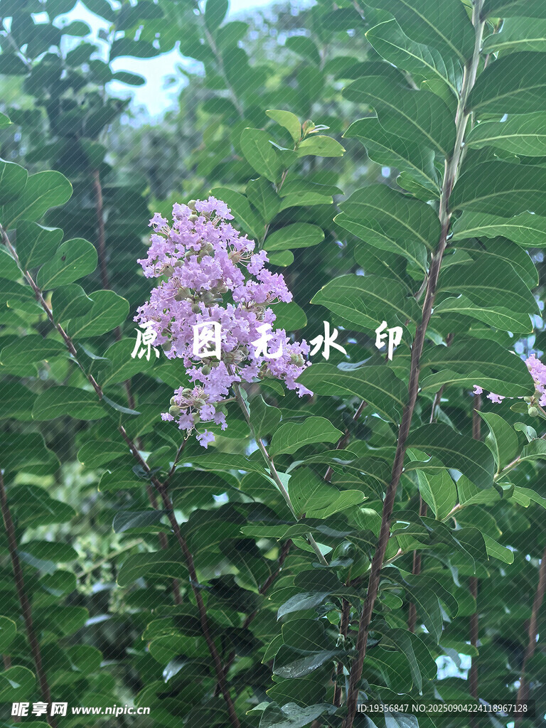 紫色繁花綻于綠葉間