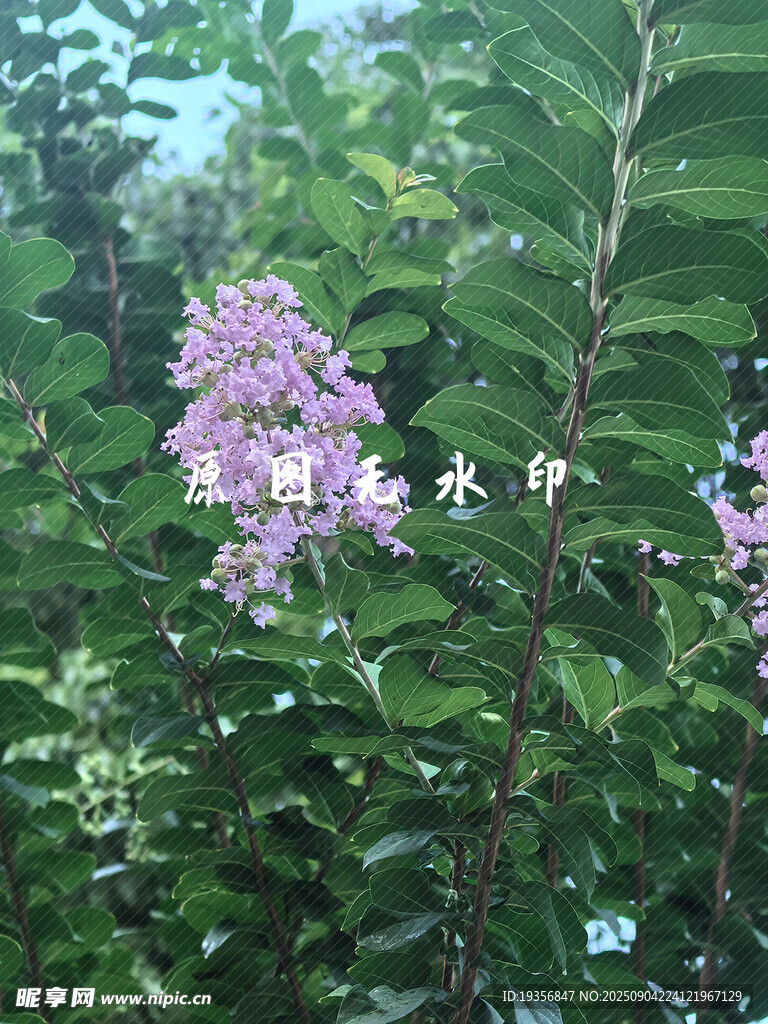 綠葉間綻放的粉紫色花朵