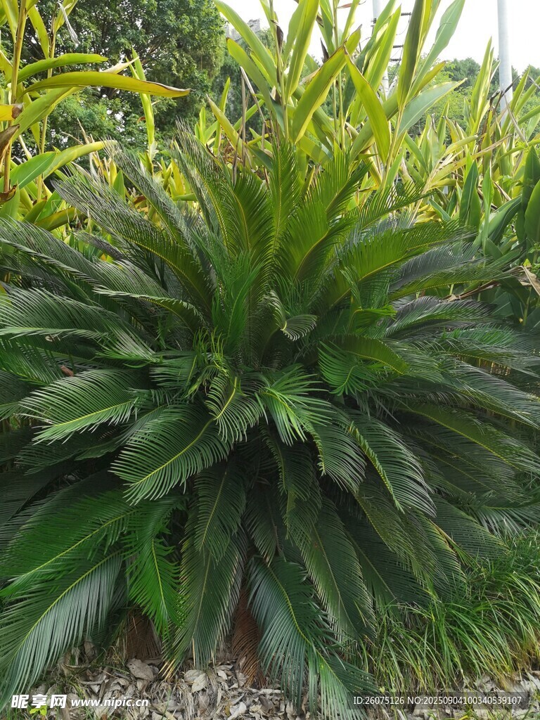 翠綠茂盛的熱帶觀賞植物