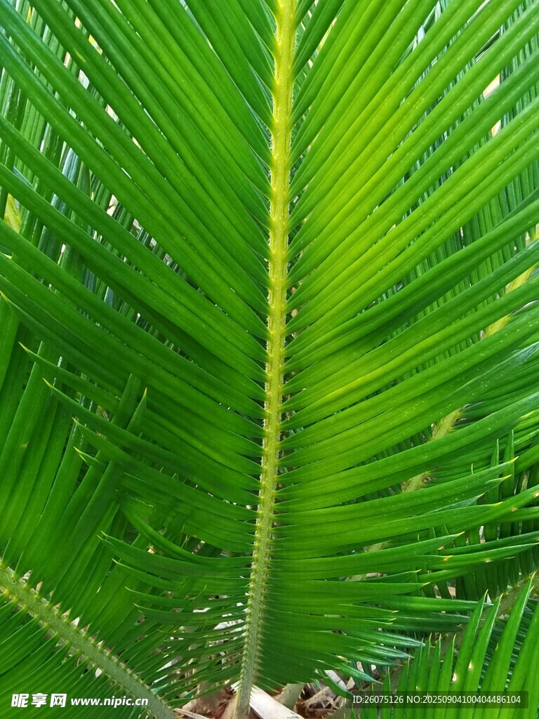 翠綠羽狀葉片特寫