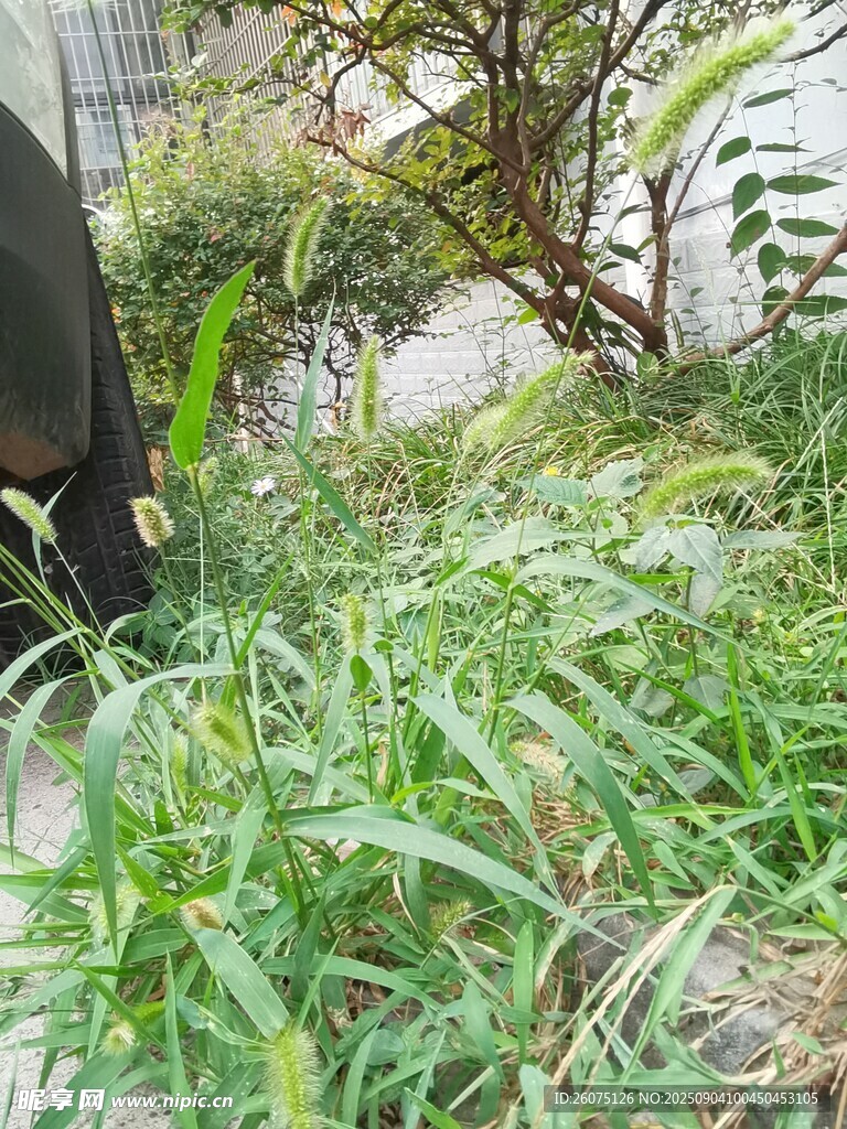 戶(hù)外茂盛的狗尾草植物景觀