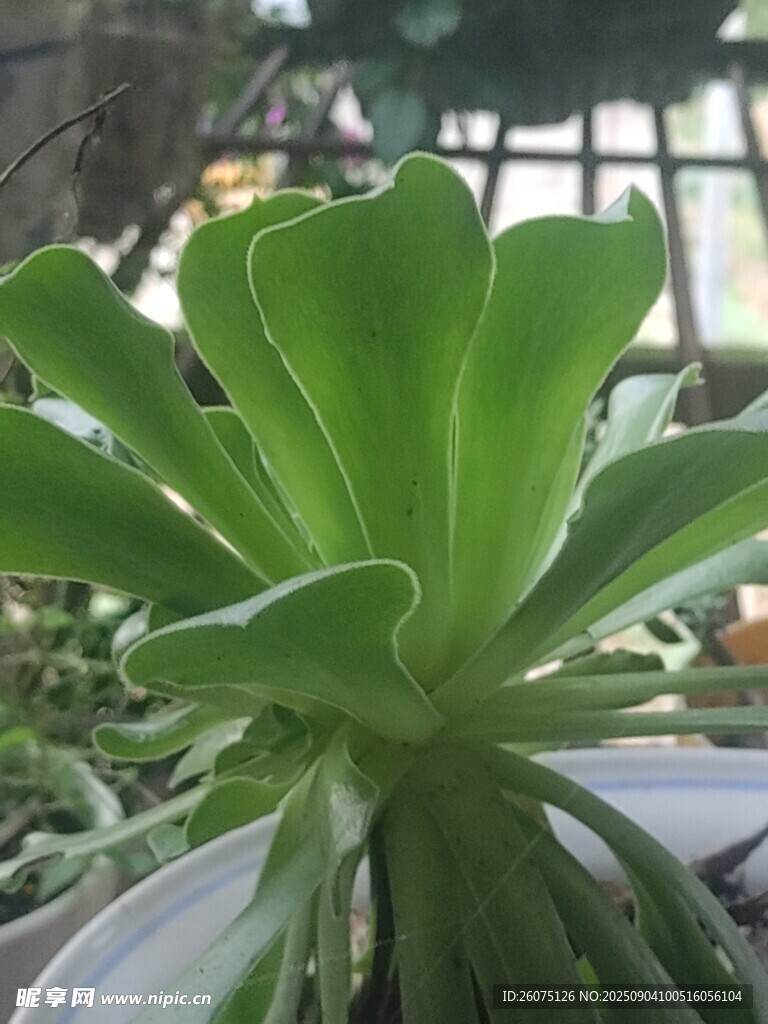 翠綠多肉植物盆栽