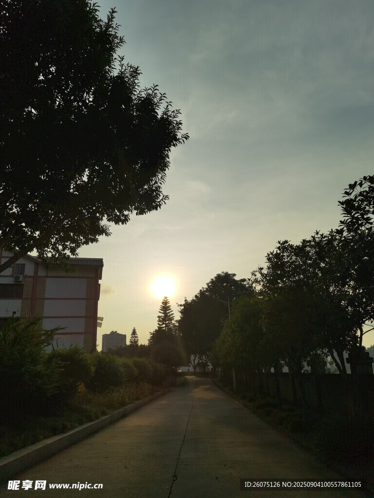 夕陽下的林蔭道路