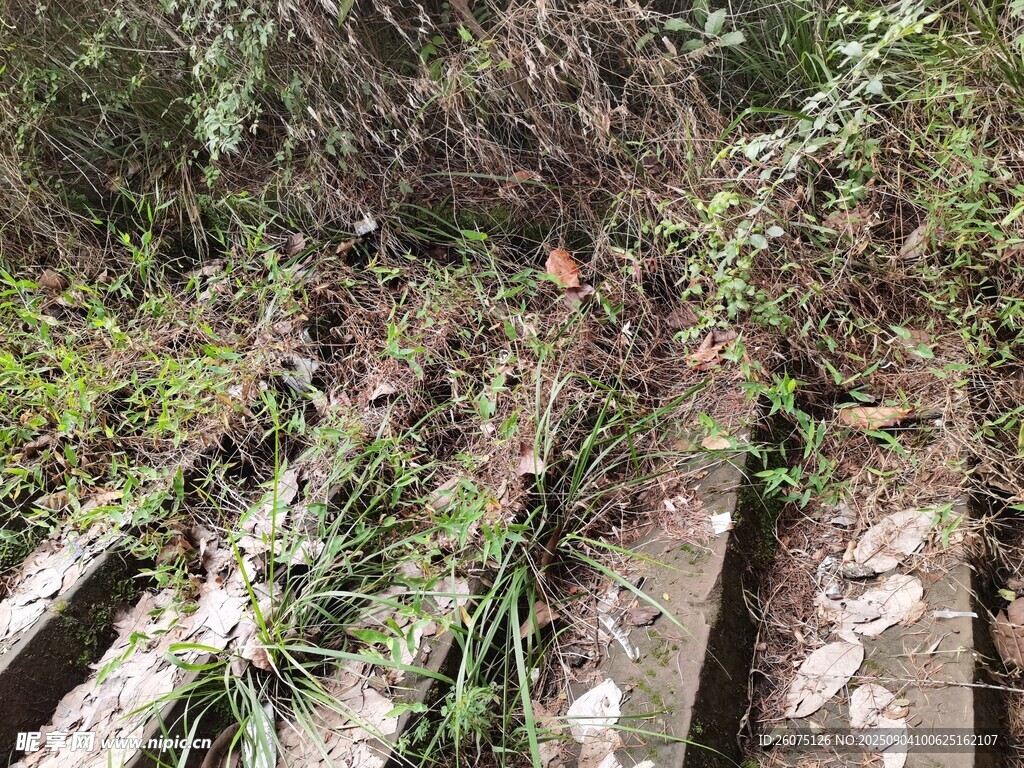 山間蓬勃生長植物荒涼景象