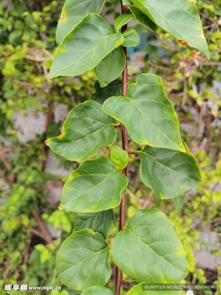 三角梅藤蔓植物特寫