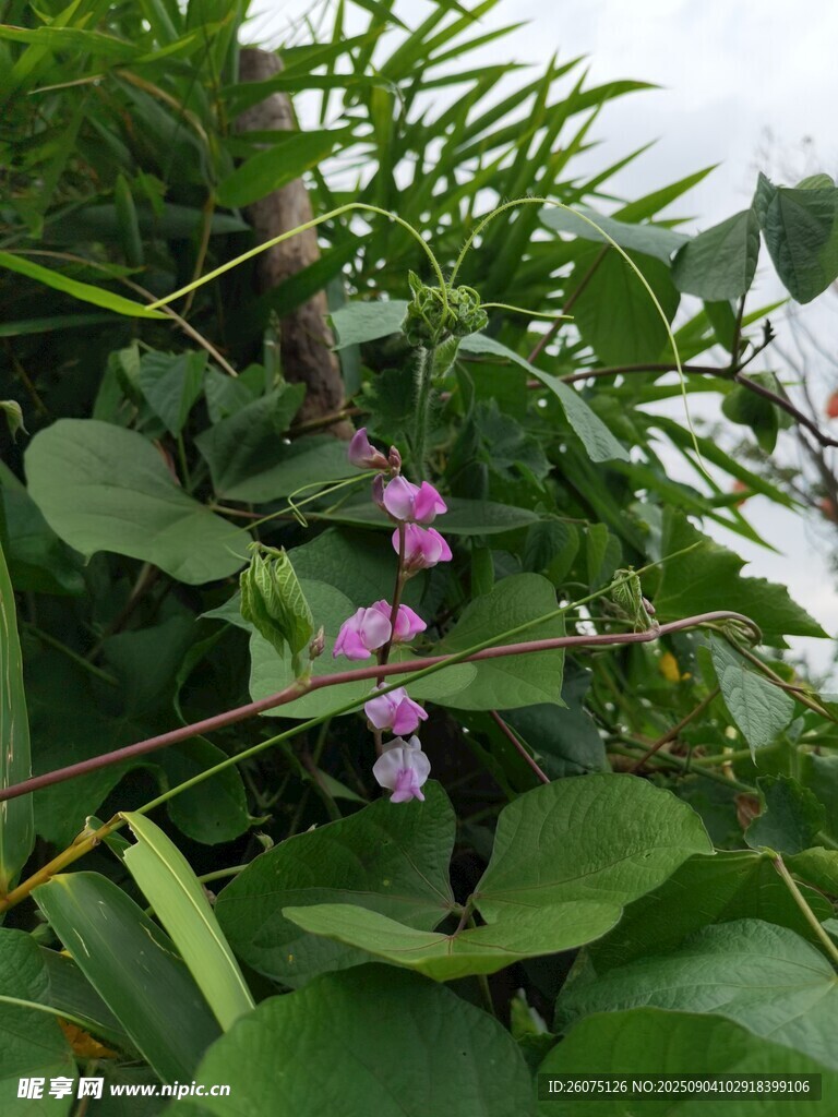 綠葉間的紫色扁豆花