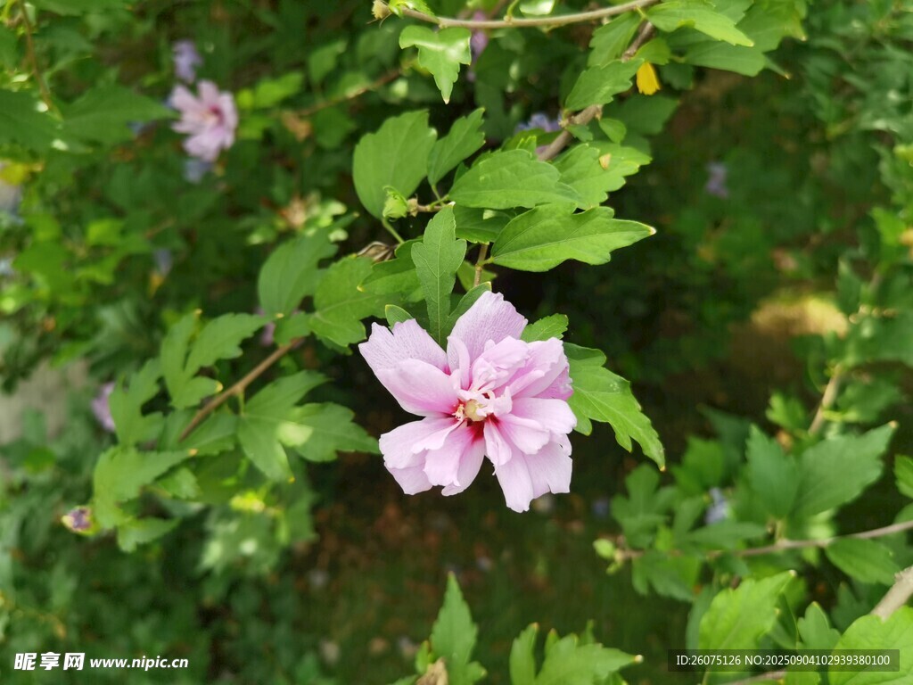 粉色木槿花綻放綠葉間