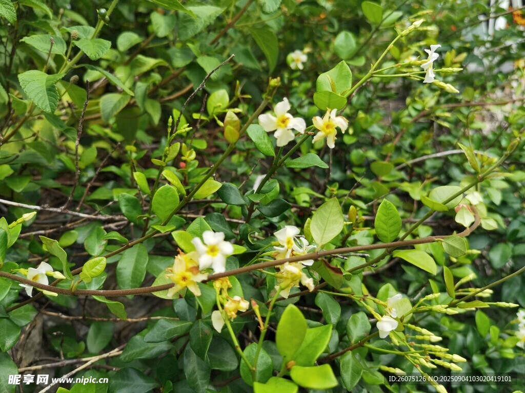 綠葉間綻放的白色絡(luò)石藤花