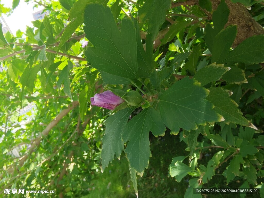 綠葉叢中的嬌艷粉花