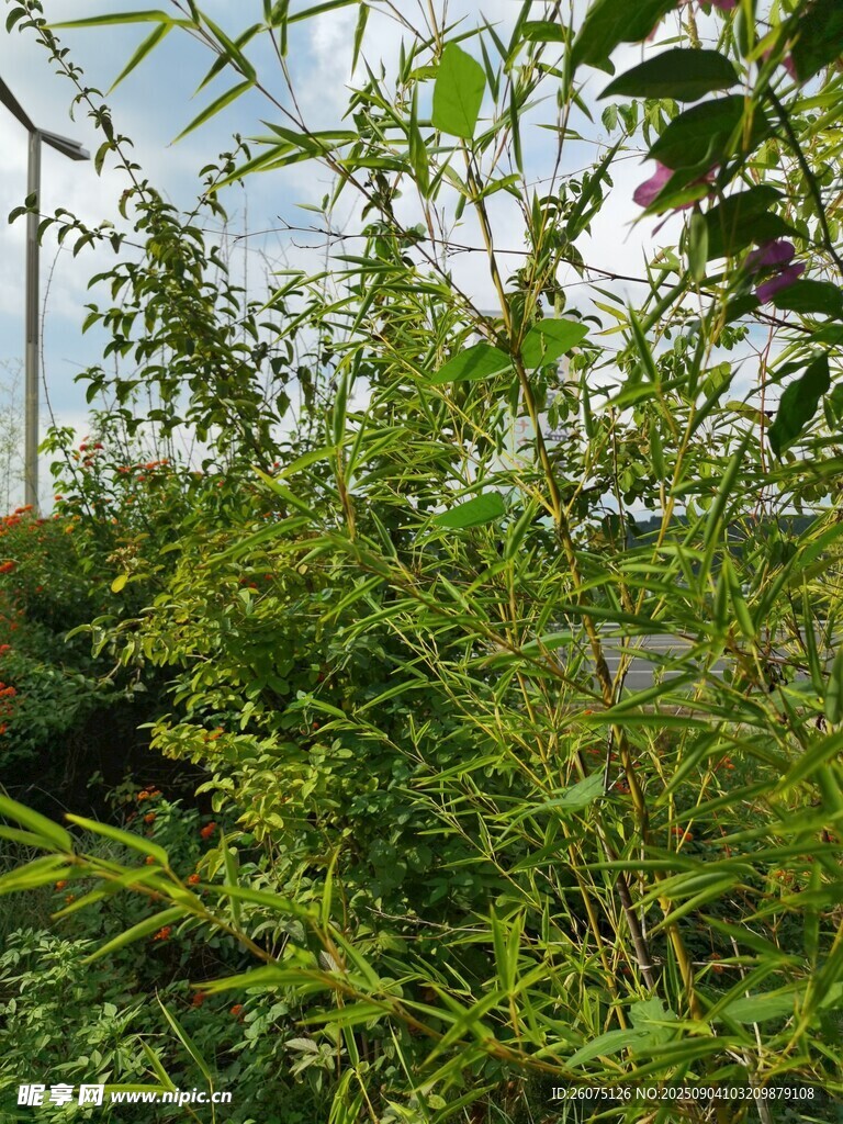 戶外繁茂綠植景觀