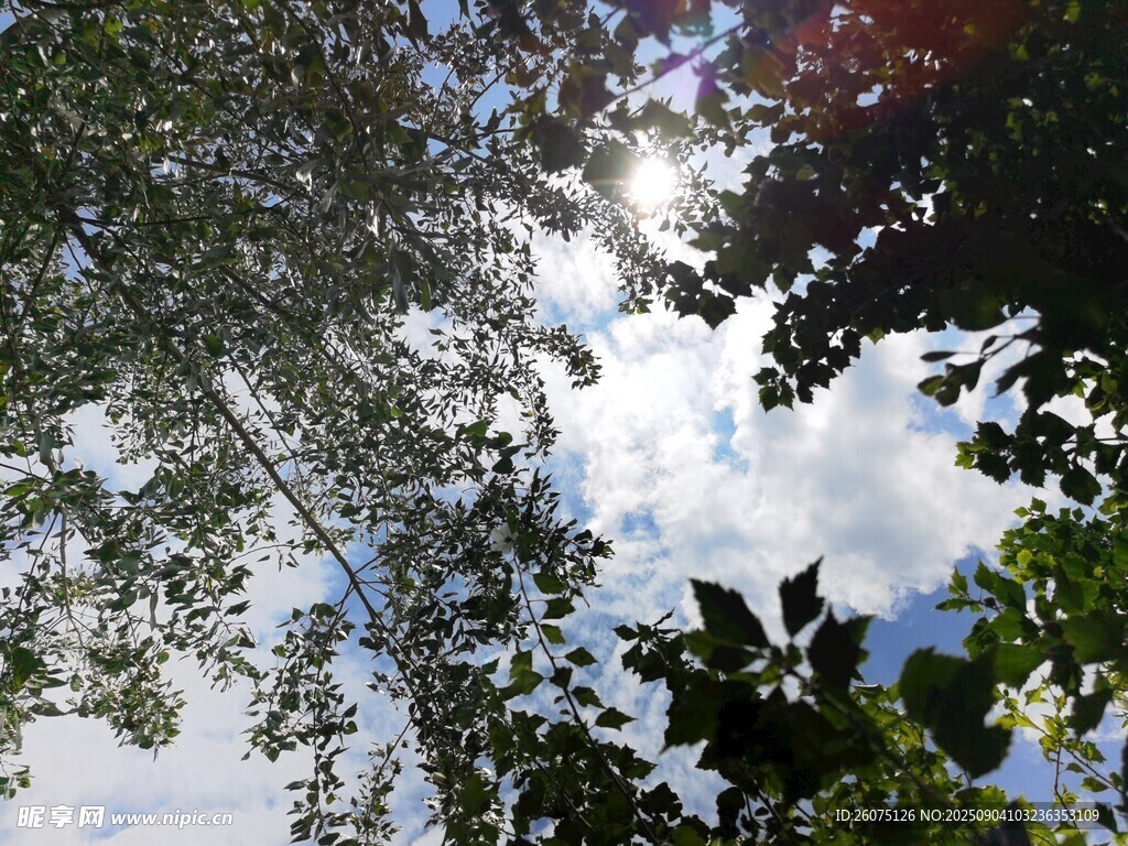 透過枝葉看天空