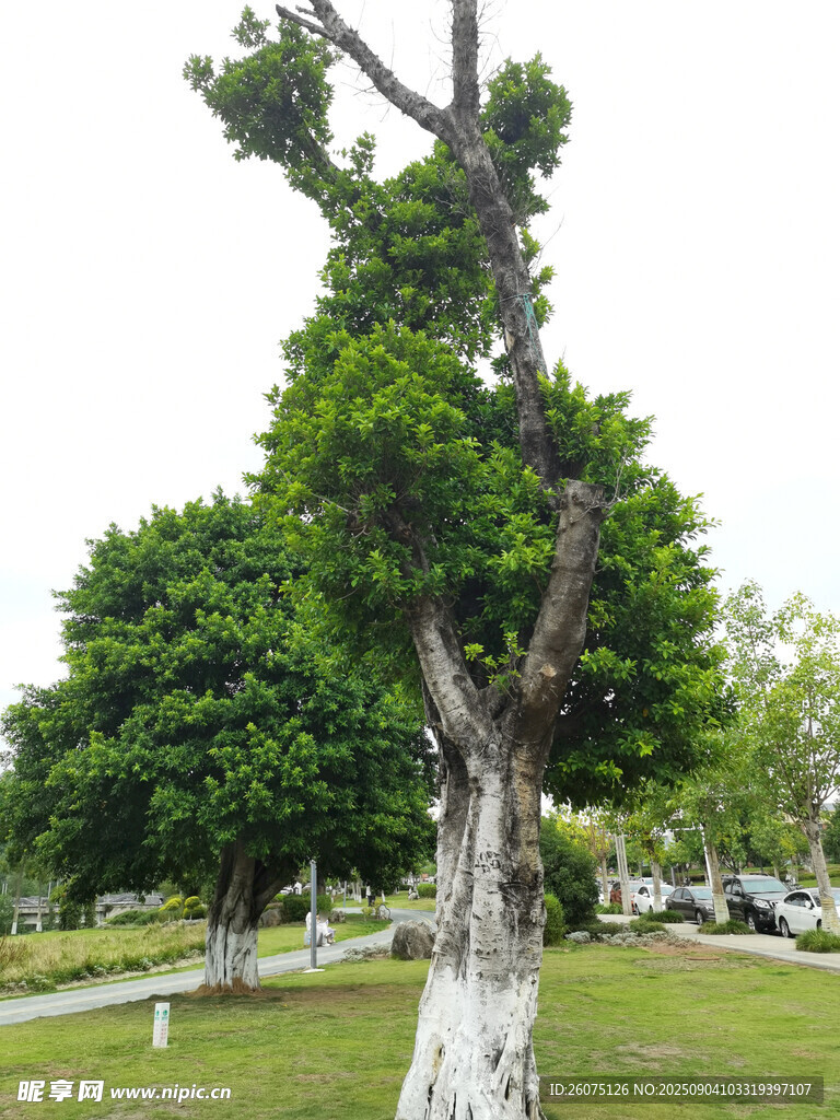 公園中奇特造型的高大景觀樹