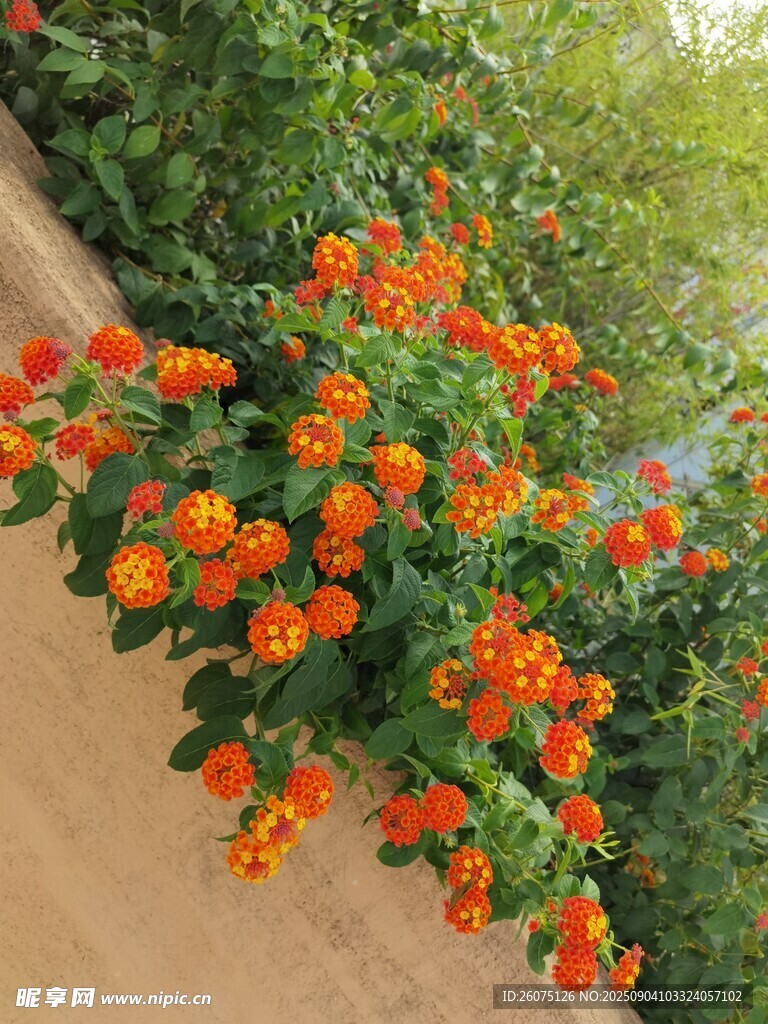 墻邊綻放的橙紅色小花