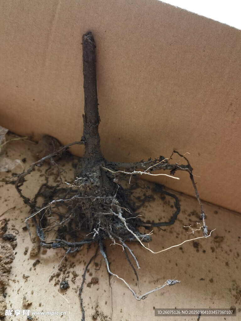 帶根植物苗根系清晰可見
