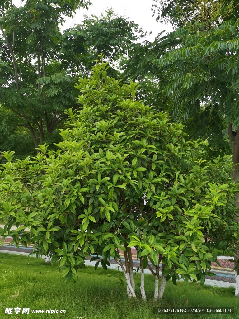 綠意盎然的草地與樹木