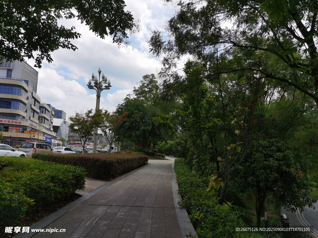 城市林蔭小道景觀