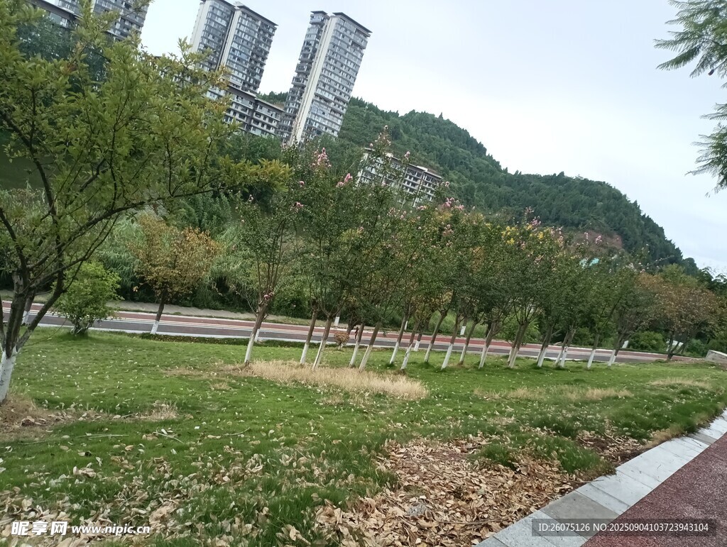 城市中的綠意公園景觀