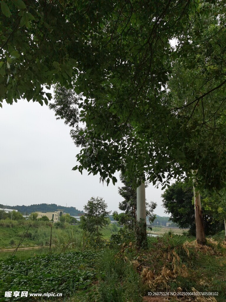 鄉(xiāng)村林蔭小道田園風(fēng)光