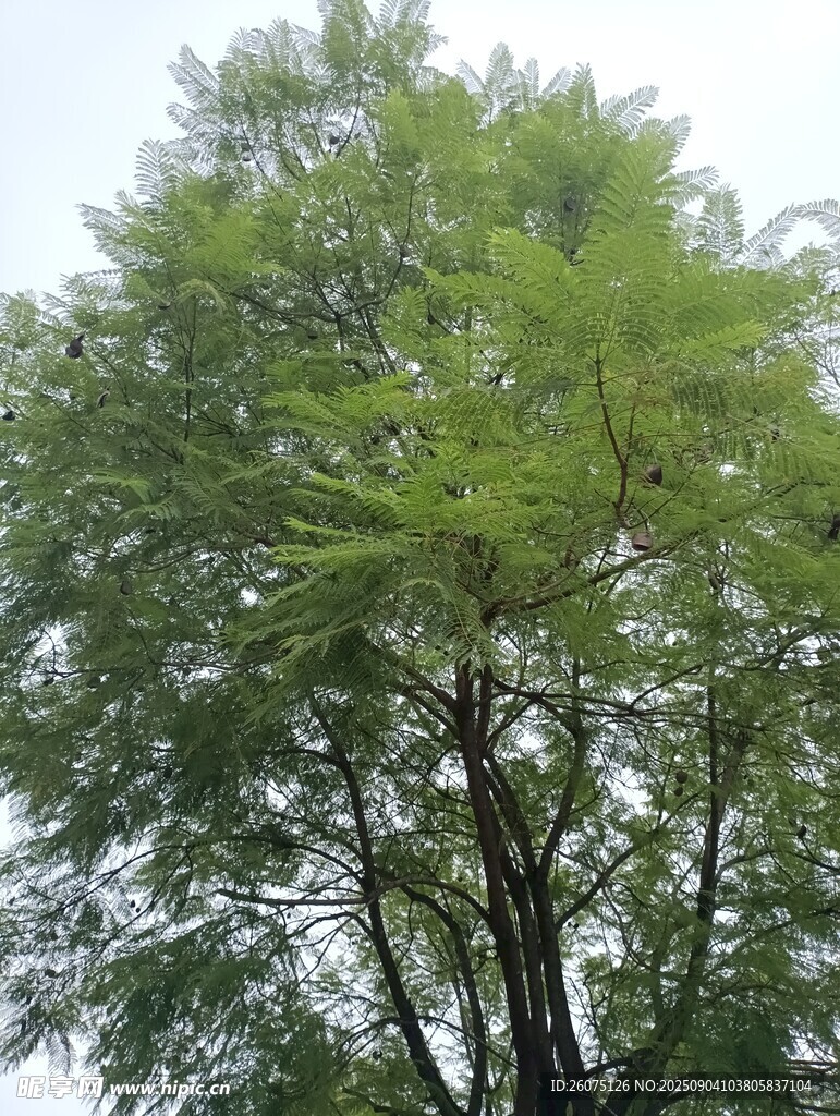 高大蔥郁的綠色樹木