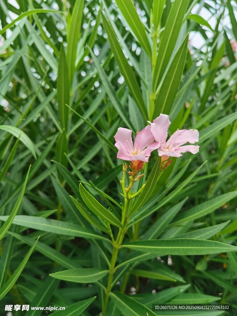 綠葉叢中綻放的粉色小花