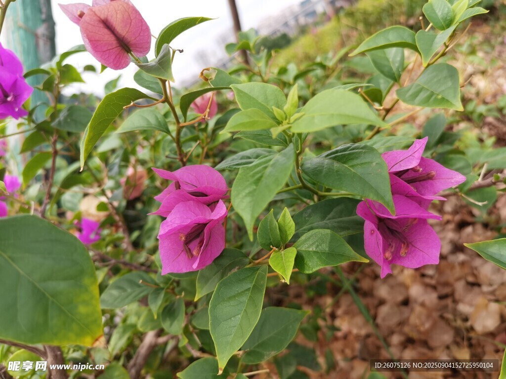 嬌艷紫花綻放于綠葉間